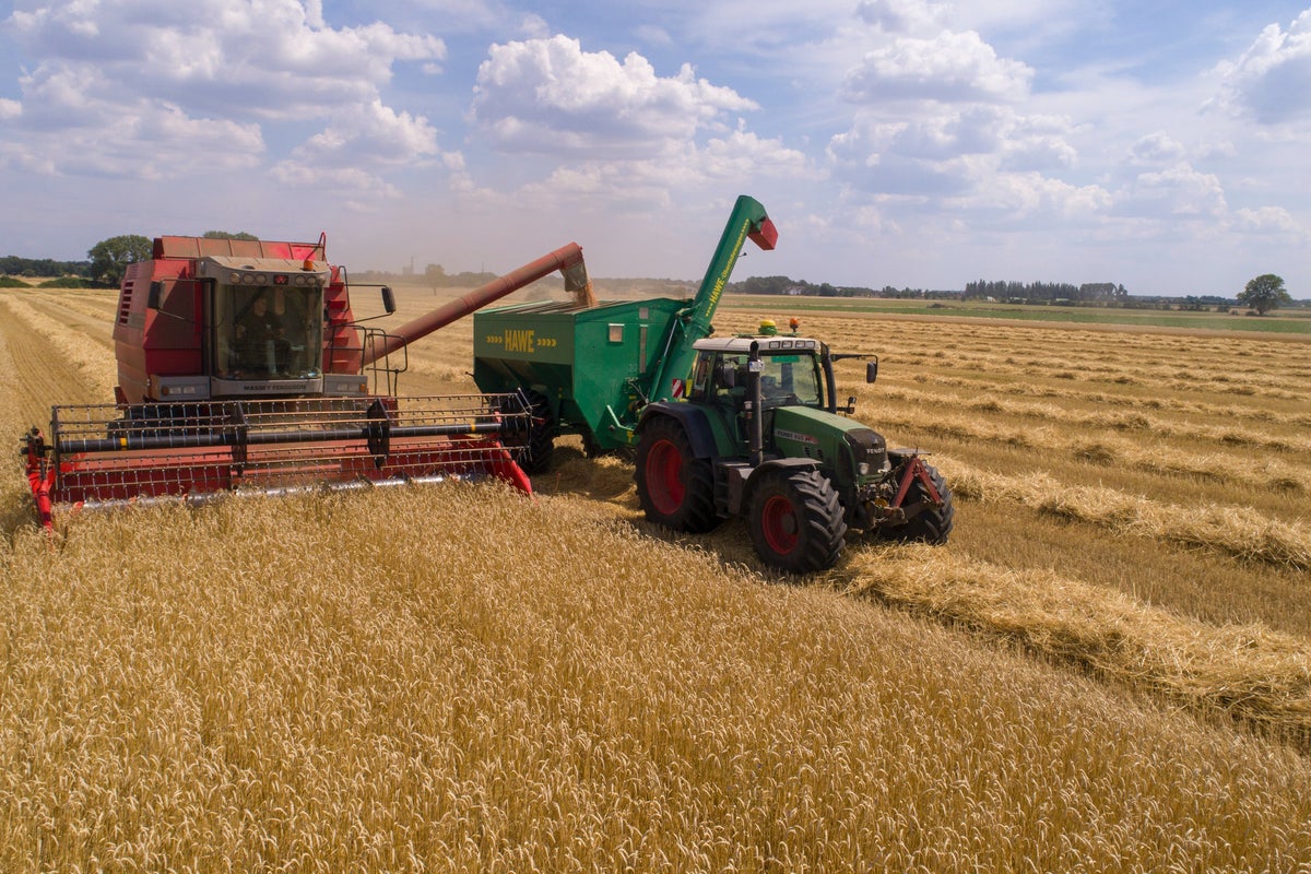 Wheat Prices Drop After Ukraine, Russia Strike Deal To Unblock Shipments