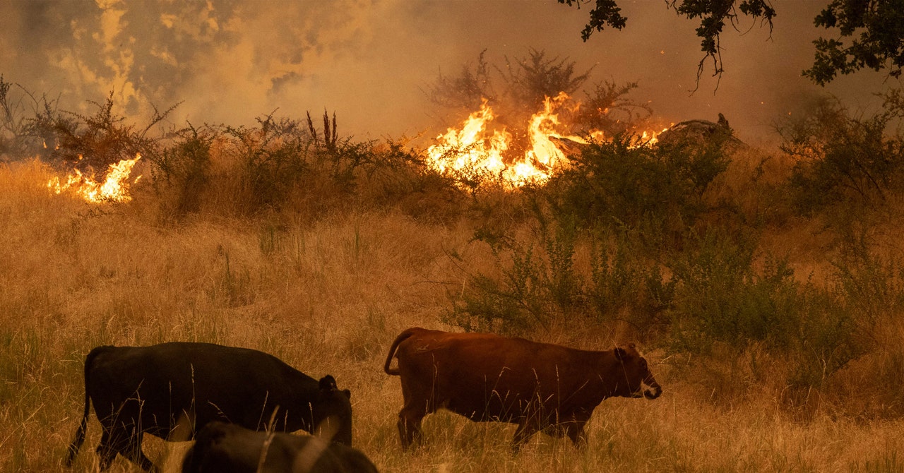 Wildfire Smoke Is Terrible for You. But What Does It Do to Cows?