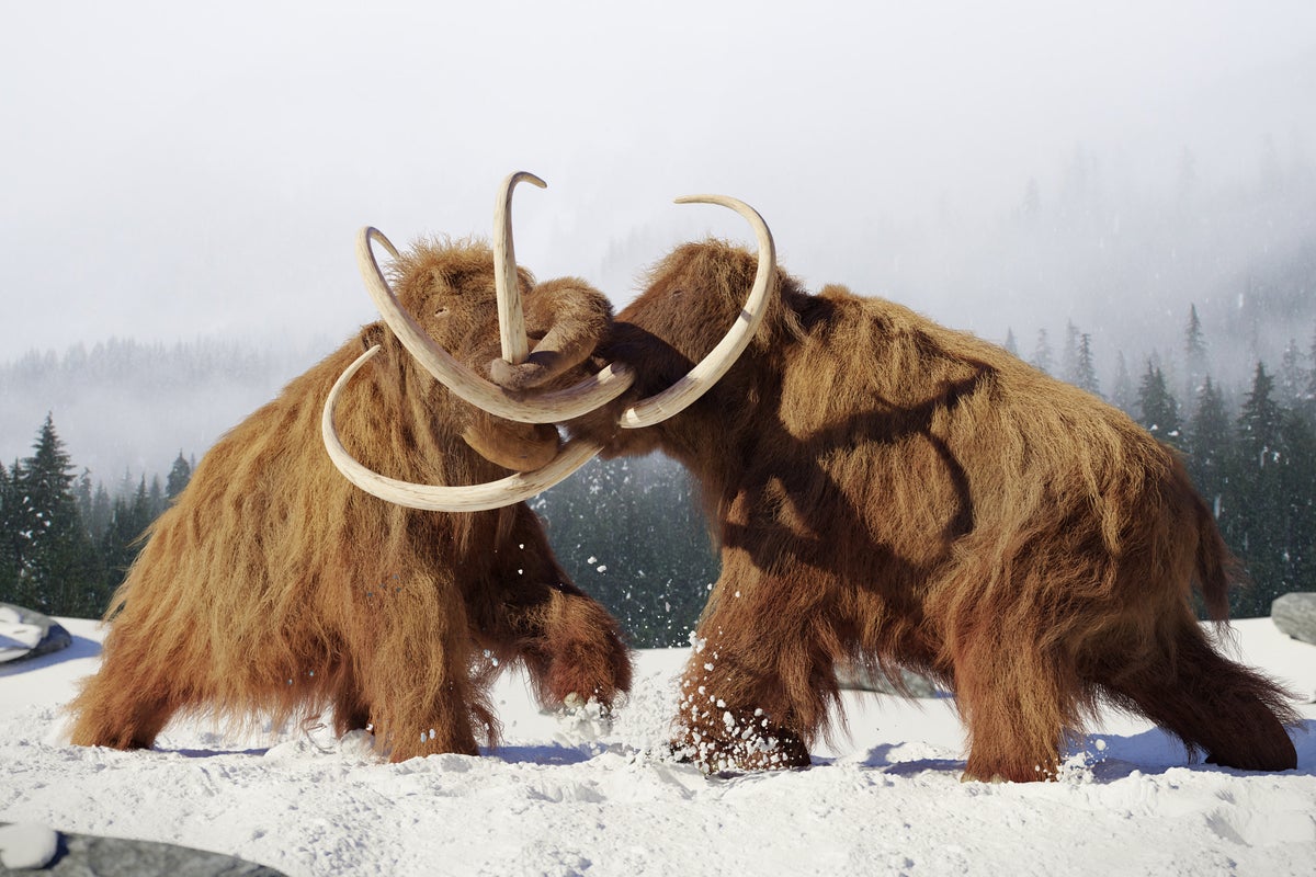 Paris Hilton, Winklewoss Twins-Backed Startup Aims To Bring Extinct Woolly Mammoth Back To Life