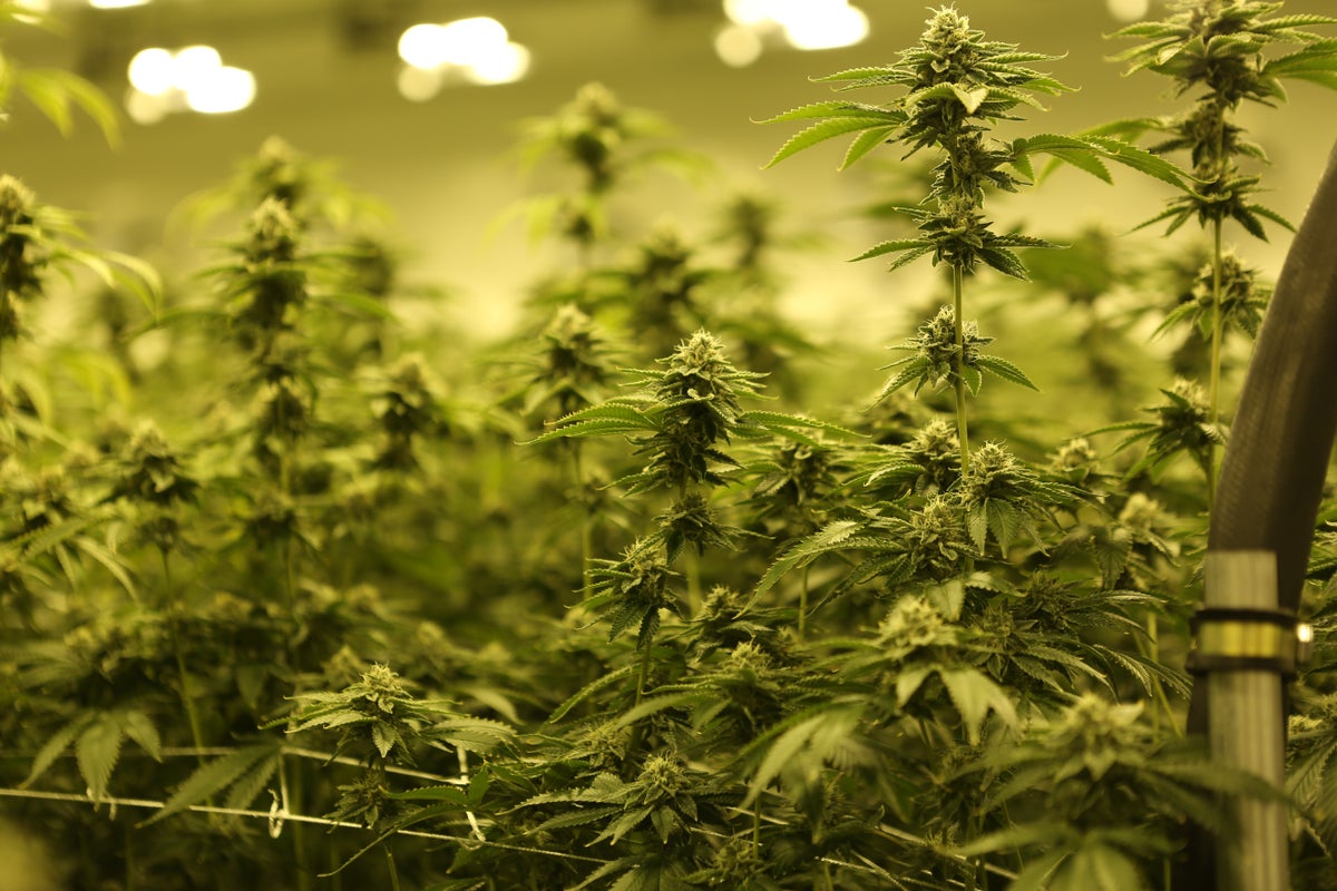 British Woman Arrested For Growing A Half-Million Pounds Of Weed, And This Was Not The First Time