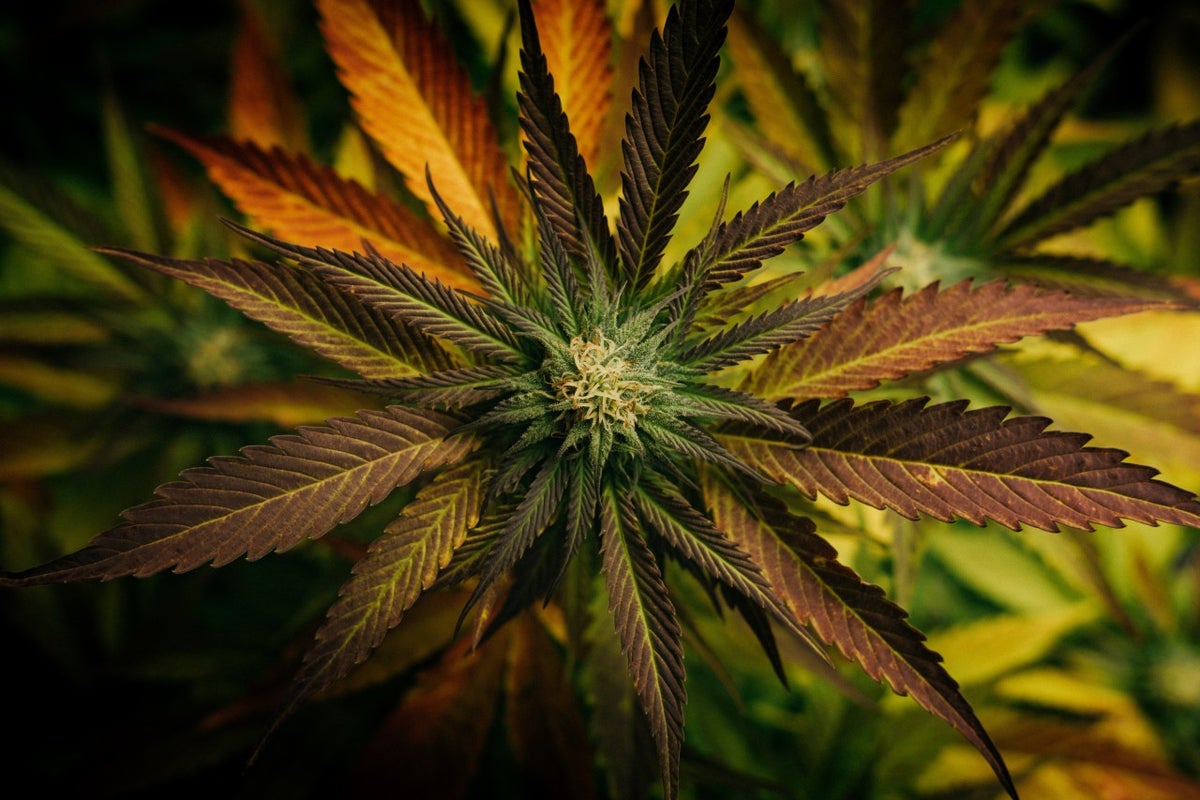 Eaze CEO Steps Down And Other Marijuana Players That Making Key Exec Changes You Should Know About - iAnthus Capital Hldgs (OTC:ITHUF), 4Front Ventures (OTC:FFNTF)