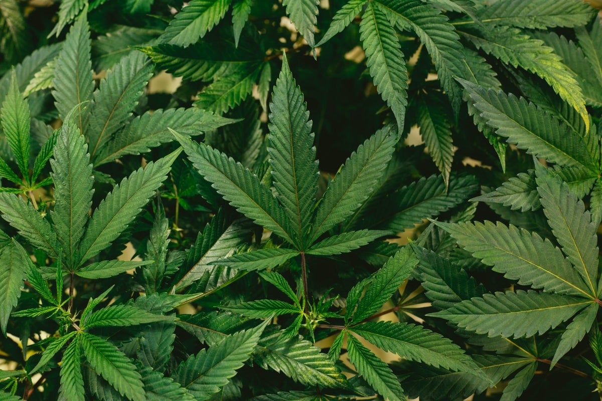 Flora Growth Exports High CBD Dried Cannabis Flower Into New International Markets - Flora Growth (NASDAQ:FLGC)