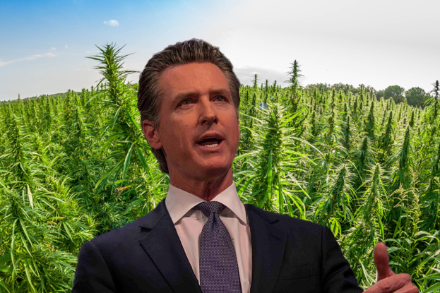 Gov. Gavin Newsom Seeks Interstate Cannabis Trade: Could California Supply The Nation?