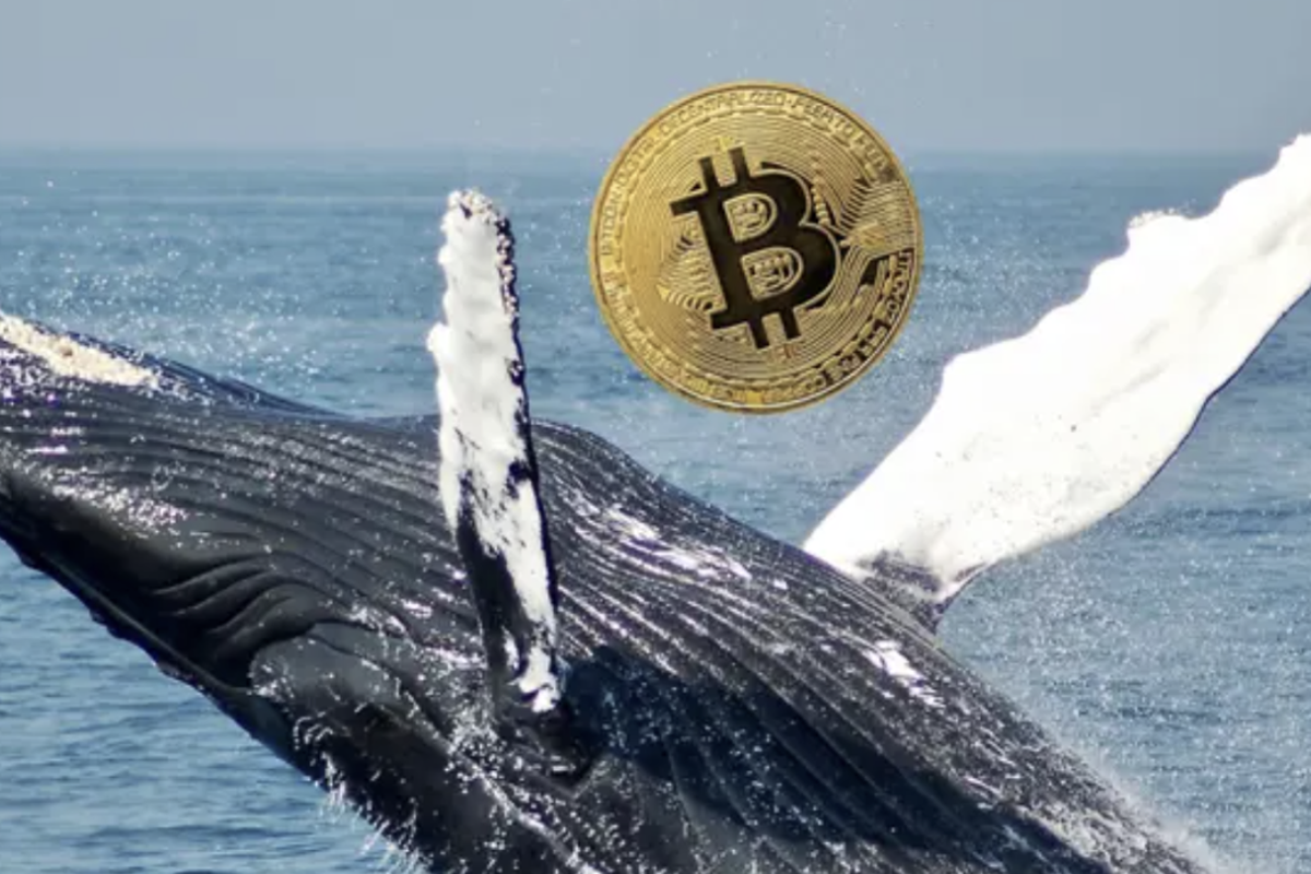 Crypto Whale Moves $1.58B In Bitcoin, Where The BTC Is Now Being Stored - Bitcoin (BTC/USD), Dogecoin (DOGE/USD)