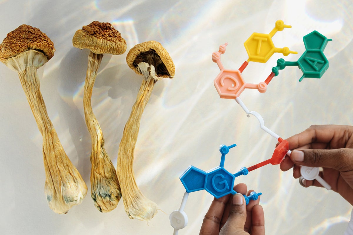 Psychedelics & Role Of Memory In Healing Process, New Trial Led By Univ. Of Wisconsin