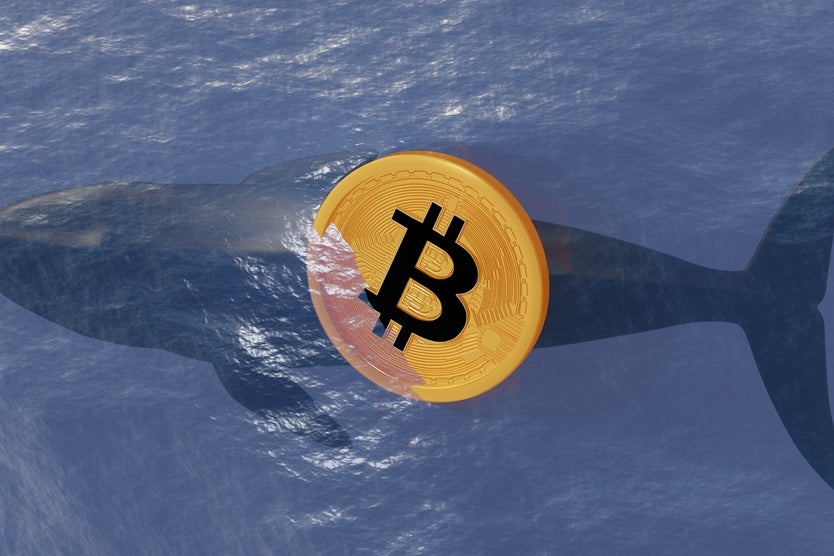 Bitcoin Whales Holding Strong Despite Panic Sell-Off Over FTX Crisis, Says Analyst - Bitcoin (BTC/USD)