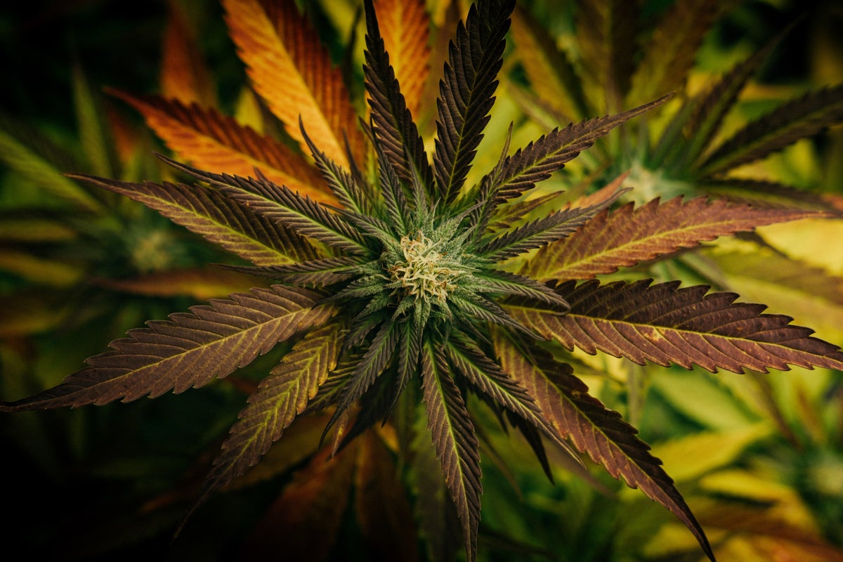 Cannabis Legalization In Germany And Thailand, Gray Market In Brooklyn, Craft Weed Companies In Oregon - Aurora Cannabis (NASDAQ:ACB), Canopy Gwth (NASDAQ:CGC)