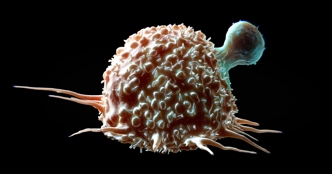 This Personalized Crispr Therapy Is Designed to Attack Tumors
