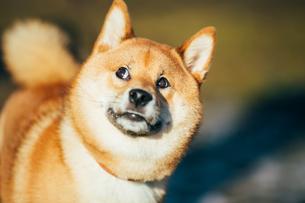 Dogecoin Knockoff BONK Surges 80%, Outshining DOGE, Shiba Inu Gains - Dogecoin (DOGE/USD)