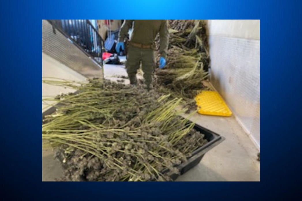 Cannabis Busts In California Yield Nearly $80M In Illegal Weed In January Alone