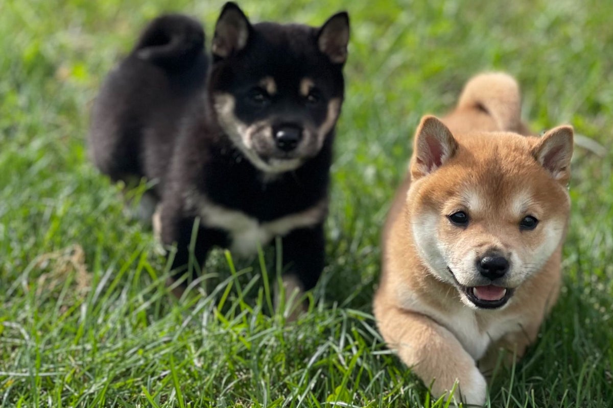 Dog Fight: Floki And Baby Doge Coin Compete For Meme Coin Crown As 1 Surges 396% In 30 Days