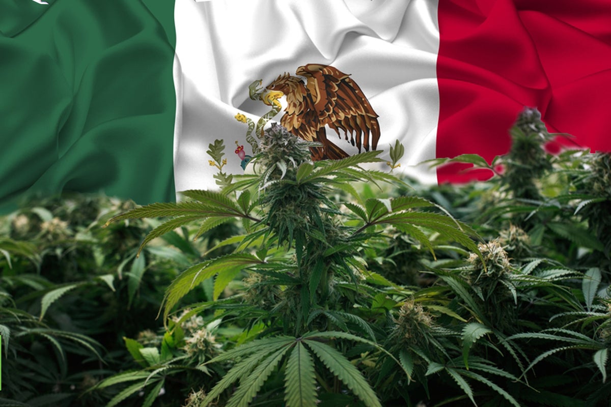 Marijuana Legalization In Mexico Is Complicated: Cartels And Farmers Poised To Capitalize When The Inevitable Happens