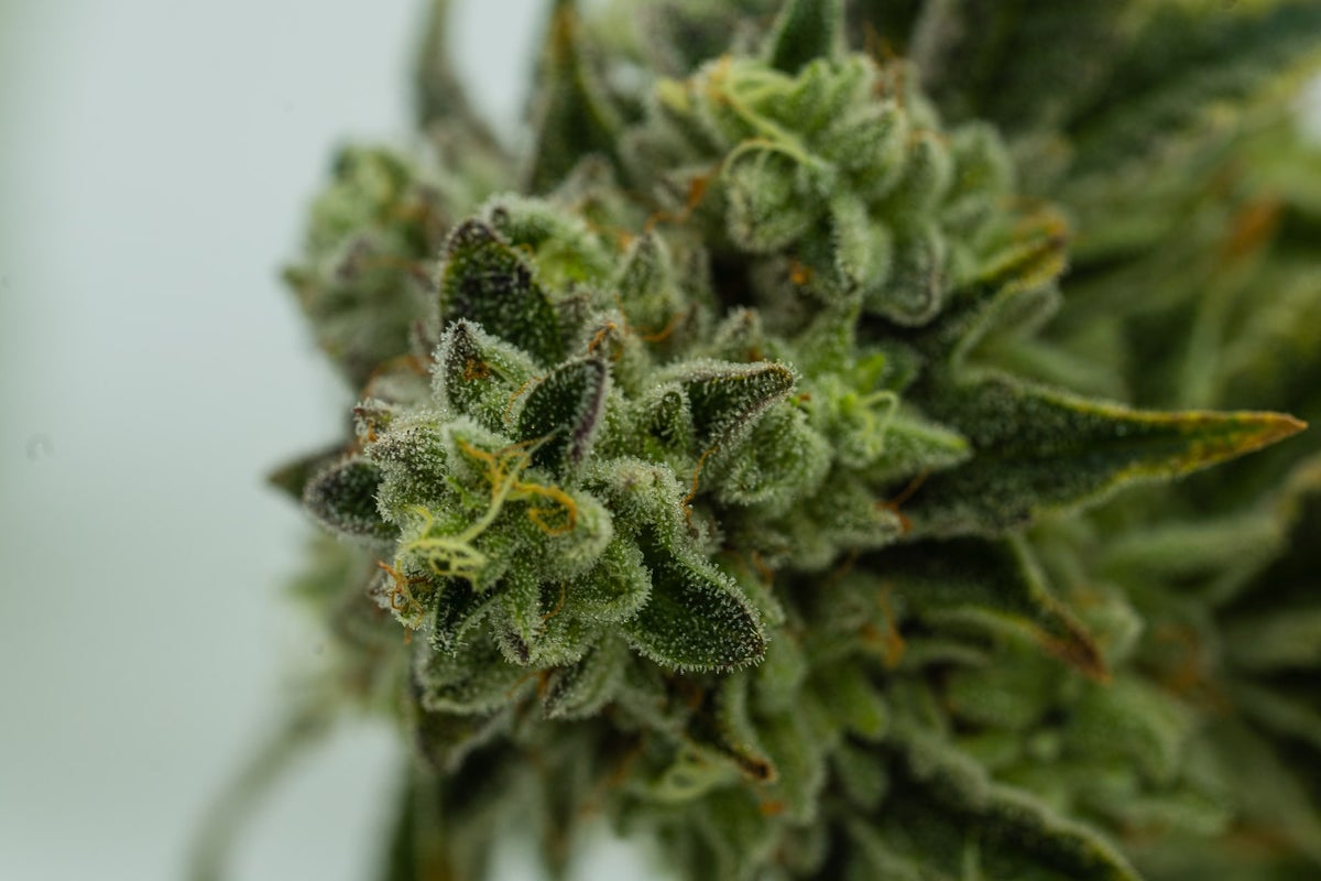 Flash Frozen Weed? A Guide To Fresh Frozen Cannabis