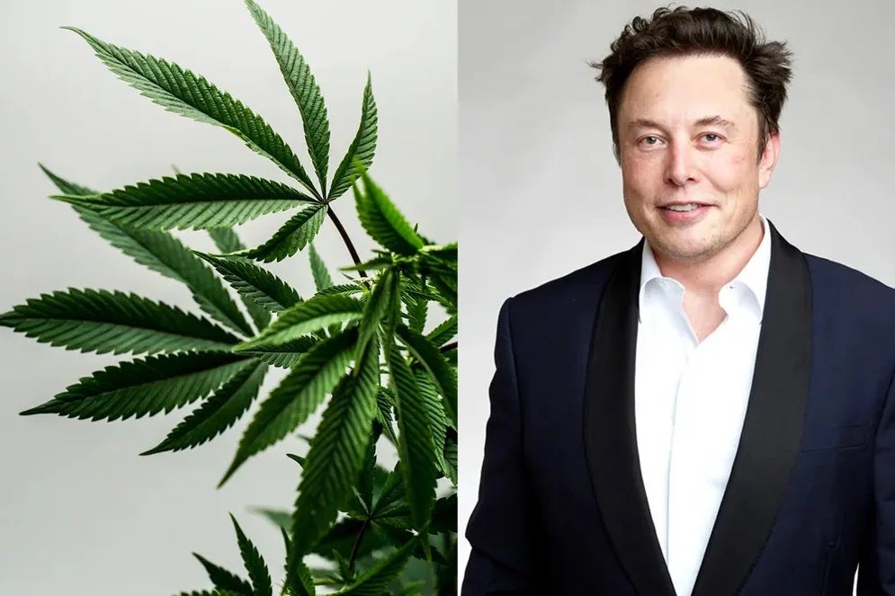 Elon Musk's Embrace Of Cannabis On Twitter: Weed Companies Still Celebrating Win-Win Situation - Tesla (NASDAQ:TSLA), Trulieve Cannabis (OTC:TCNNF)